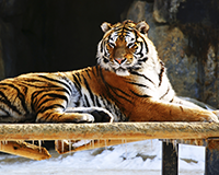 상징동물 이미지